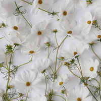 Classic White Elegance