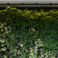 Enchanted Forest Dream